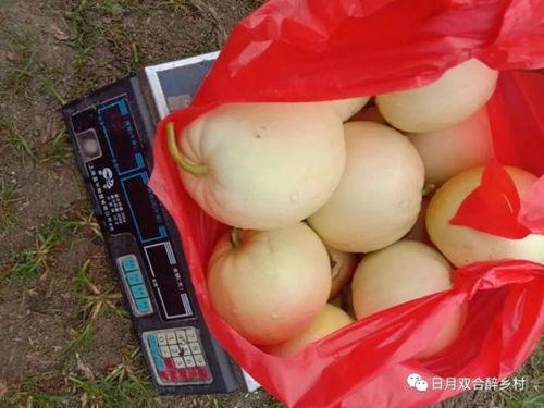 吃瓜回家路线,揭秘回家路线背后的故事