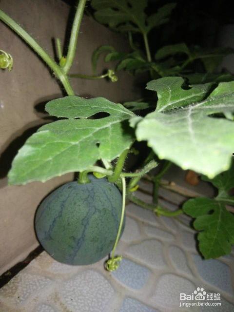 只吃籽的瓜有啥瓜,揭秘只食籽的独特瓜类