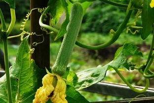 皇帝朝堂吃瓜,皇帝御前吃瓜，揭秘宫廷秘闻