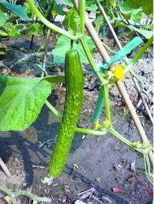 萝卜吃瓜了,一场意外的美食之旅