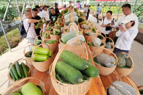 广州911吃瓜,网络热议背后的真相与反思