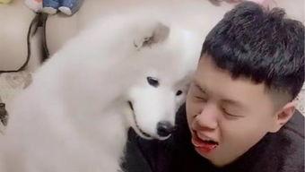 吃瓜人与狼,揭秘神秘事件背后的真相