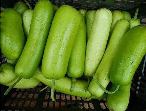 吃瓜与被吃瓜的日常,吃瓜群众与被吃瓜主角的日常风云录