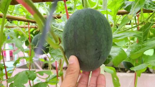 吃没了的瓜,揭秘吃没了的瓜背后的秘密