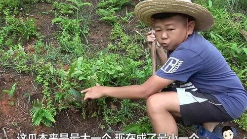 吃瓜心情愉悦,尽享愉悦时光