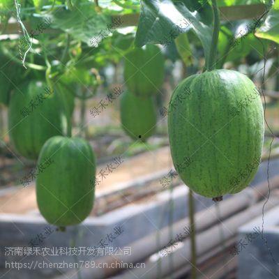 短水瓜 怎么吃,探索美味与健康的完美结合