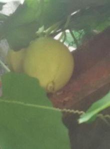 什么虫吃佛手瓜