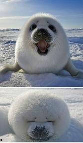 猫咪吃瓜集锦图片,猫咪吃瓜集锦大盘点