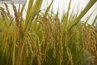 稻田吃瓜写真图片大全,写真记录稻田里的甜蜜瞬间