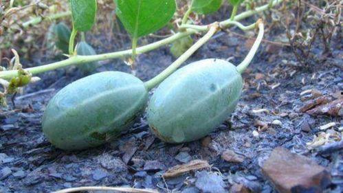 肾不好可以吃瓜地里的瓜吗,瓜地瓜果的食用指南