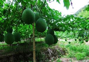 孕中期可以吃吊瓜吗吗,吊瓜的适宜食用与注意事项