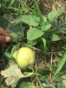 吃瓜拯救地球,绿色饮食助力地球环保新篇章