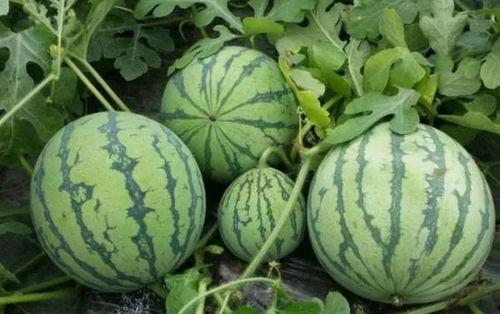 流调 吃瓜 枣庄