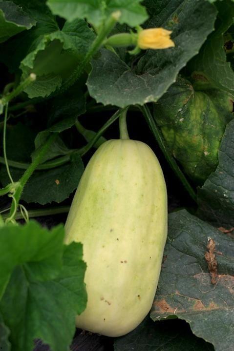 腊梅瓜怎么吃,解锁美味新体验