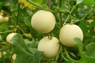 吃瓜大梨子,揭秘娱乐圈的甜蜜与苦涩