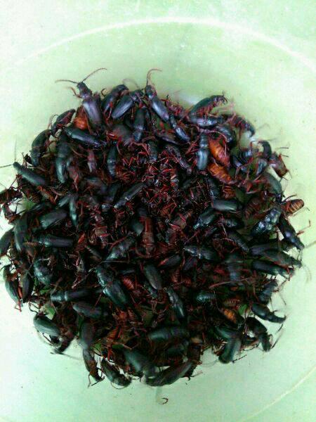 水牛吃茄瓜吗,探寻牛群中的独特饮食习惯