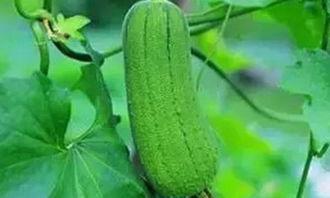 吃瓜情报处的红,揭秘吃瓜情报处的神秘力量