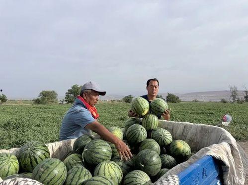 吃瓜武生院,揭秘校园里的“瓜田”奇闻轶事