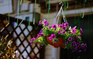 丁香公园吃瓜,揭秘吃瓜背后的趣味与真相