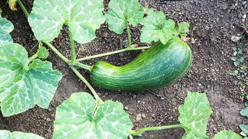 幼儿吃瓠瓜过敏