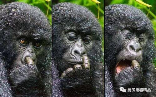 搞笑猩猩吃瓜视频,笑料百出！