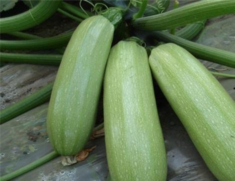 西宝瓜怎么吃,解锁美味新体验