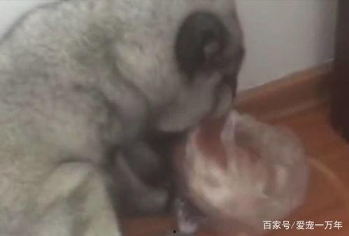 新狐吃瓜,揭秘娱乐圈最新热点事件