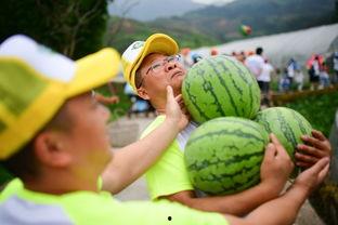 挑战吃瓜,一场舌尖上的趣味盛宴