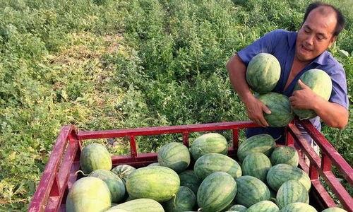 什么叫算是吃瓜