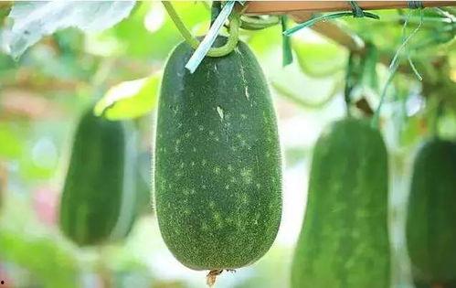 梦见吃瓜很硬,硬瓜之谜，揭秘梦中吃瓜的奇异体验