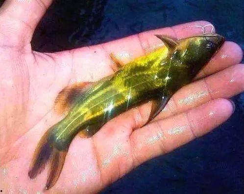 小瓜虫吃,揭秘其生存之道