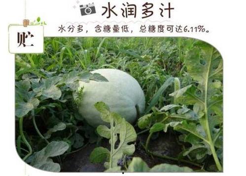 白瓜是什么瓜可以直接吃吗